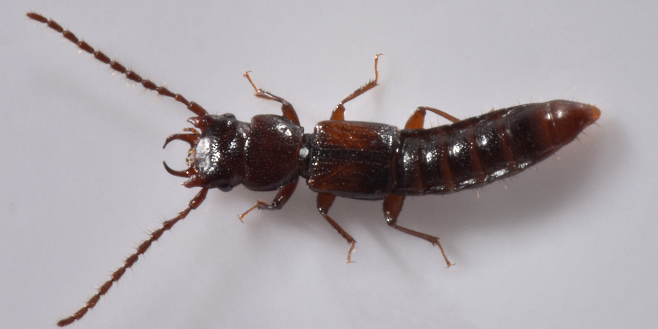 Staphylinidae: Siagonium quadricorne?  S !